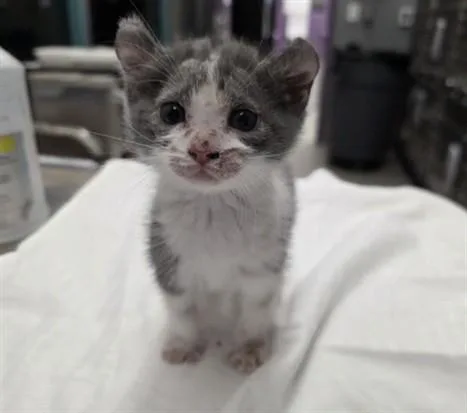 A baby small-sized female Domestic Short Hair cat named Wonton Soup for adoption in Las Vegas, NV