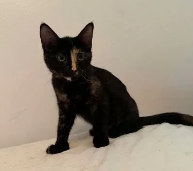 A baby medium-sized female Tortoiseshell Domestic Short Hair cat named Honey Mustard for adoption in Battle Creek, MI