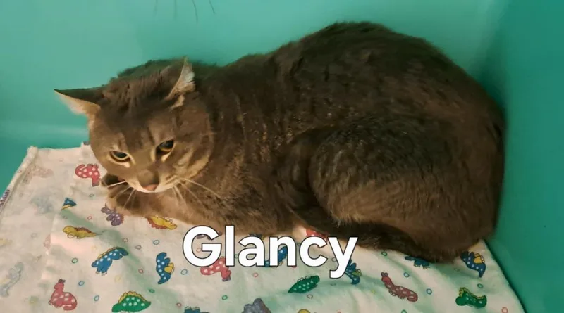 A young large-sized male Domestic Short Hair cat named Glancy for adoption in Plattsburgh, NY