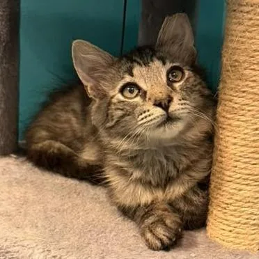 A baby small-sized male Brown / Chocolate Domestic Medium Hair cat named Timber for adoption in Winchester, VA