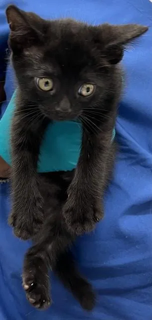 A baby small-sized female Domestic Short Hair cat named Twilight for adoption in Upper Marlboro, MD