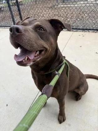 An adult large-sized male Labrador Retriever dog named Mr Bongo for adoption in Atlanta, GA