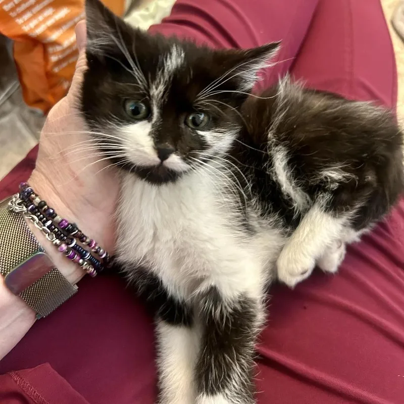 A baby small-sized male Black Domestic Medium Hair cat named Mr. Pibb Lagiglia for adoption in Eagle Mountain, UT