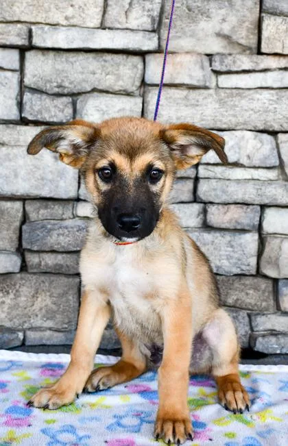 A baby large-sized male German Shepherd Dog dog named Littlefoot for adoption in Yakima, WA