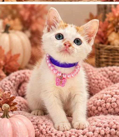 A baby small-sized female Turkish Van cat named Countess for adoption in Tavares, FL