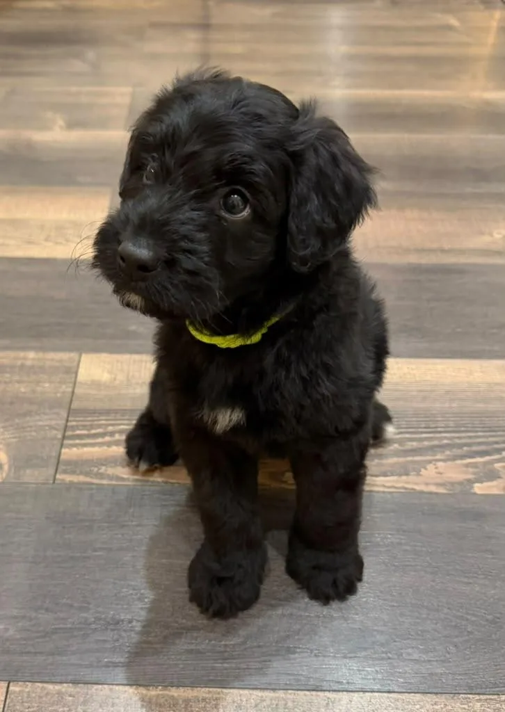 A baby medium-sized male Black Goldendoodle dog named Pesto for adoption in Sunrise, FL