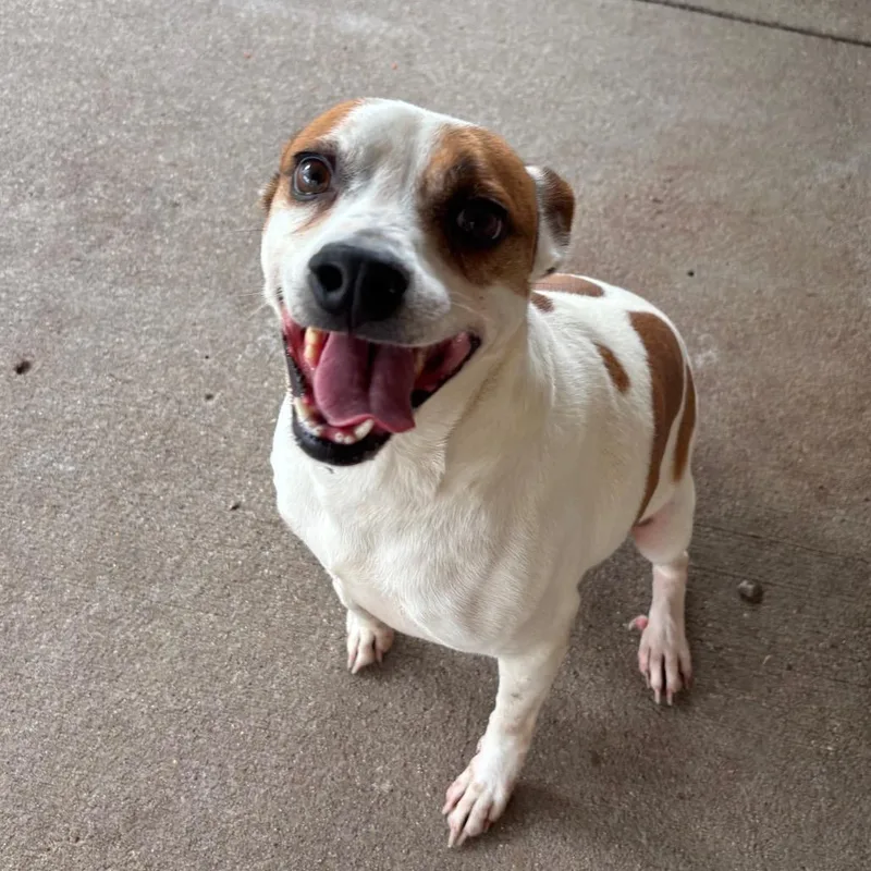 An adult medium-sized male White / Cream Mixed Breed dog named Ruffles for adoption in Edwardsville, IL