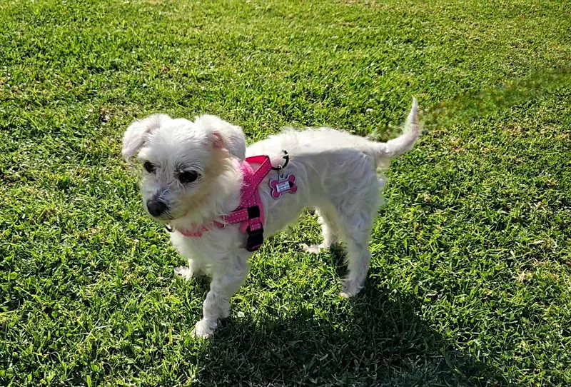 An adult small-sized female White / Cream Maltese dog named Lovely and Loveable Lucy for adoption in Carlsbad, CA