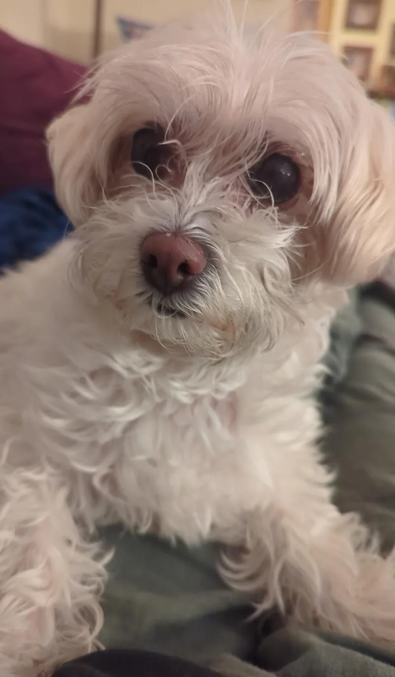 Lovely and Loveable Lucy thumbnail 2