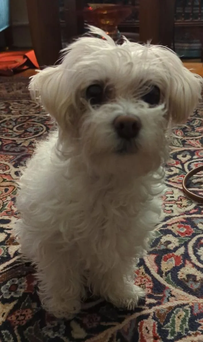 Lovely and Loveable Lucy thumbnail 4