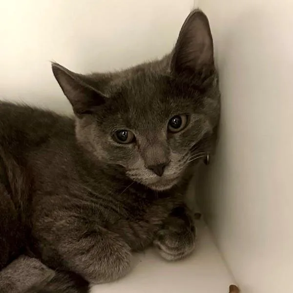 A baby medium-sized male Domestic Short Hair cat named Verstappen for adoption in Walnut Creek, CA