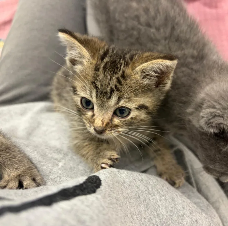 A baby medium-sized male Domestic Short Hair cat named Jeremy Gilbert for adoption in Portland, IN