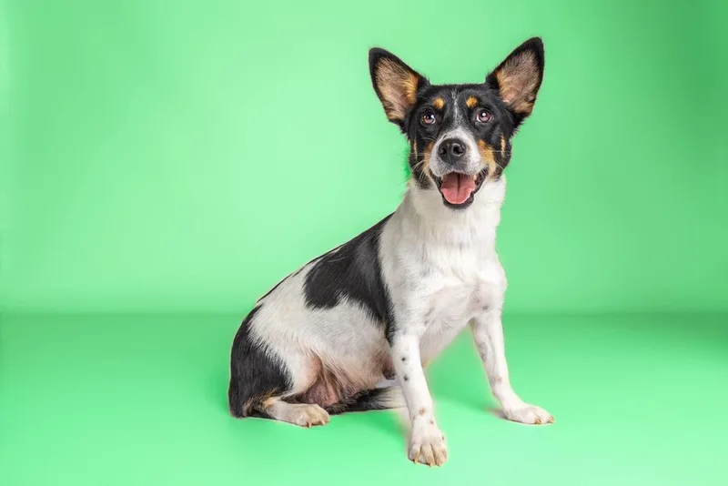 An adult small-sized female Tricolor (Brown, Black, & White) Rat Terrier dog named Paloma for adoption in Wolcott, CT