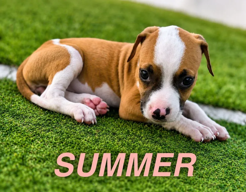 A baby medium-sized female American Staffordshire Terrier dog named Summer for adoption in Lake Hopatcong, NJ