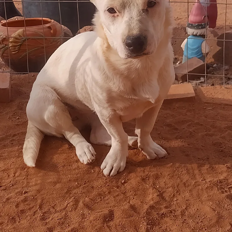 A young small-sized female Chiweenie dog named Marshmellow for adoption in El Paso, TX