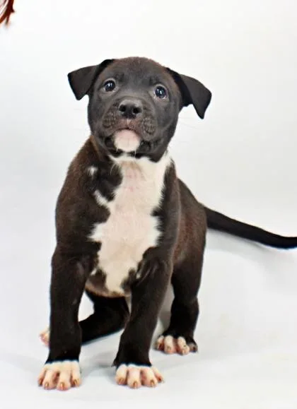 A baby medium-sized male Labrador Retriever dog named Mack for adoption in Morton Grove, IL