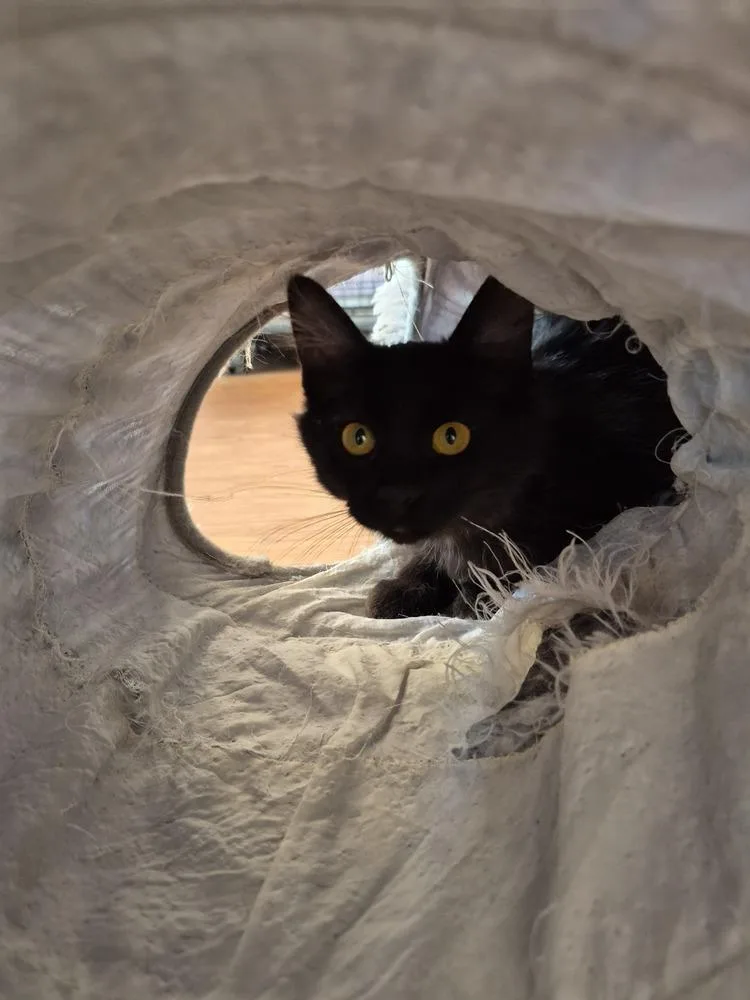 A young medium-sized female Domestic Short Hair cat named Trixie for adoption in Wild Rose, WI