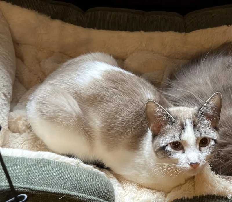 Polly Pocket Bonded with thumbnail 3