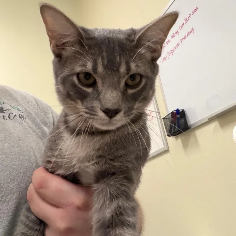 A baby small-sized male Gray / Blue / Silver Domestic Short Hair cat named Dave for adoption in Las Vegas, NV