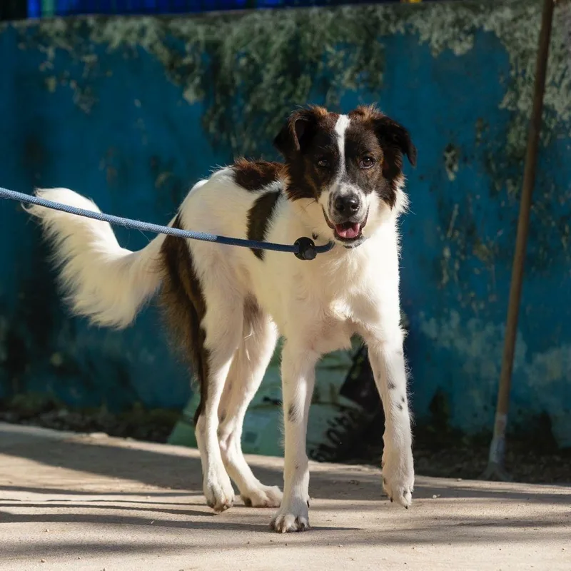 A young medium-sized male Border Collie dog named Cheetos for adoption in New York, NY