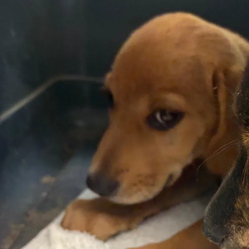 A baby medium-sized female Brown / Chocolate Mixed Breed dog named Beyonce for adoption in Columbus, GA