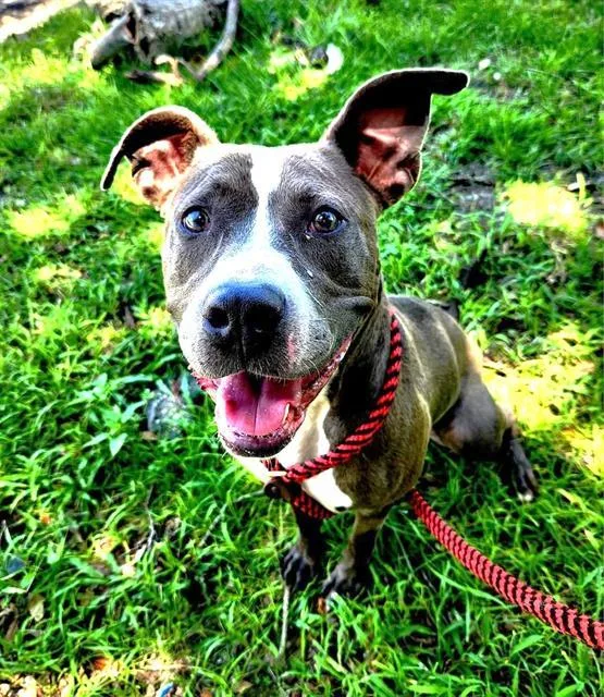An adult medium-sized female Mixed Breed dog named Looney Bird for adoption in Jacksonville, FL