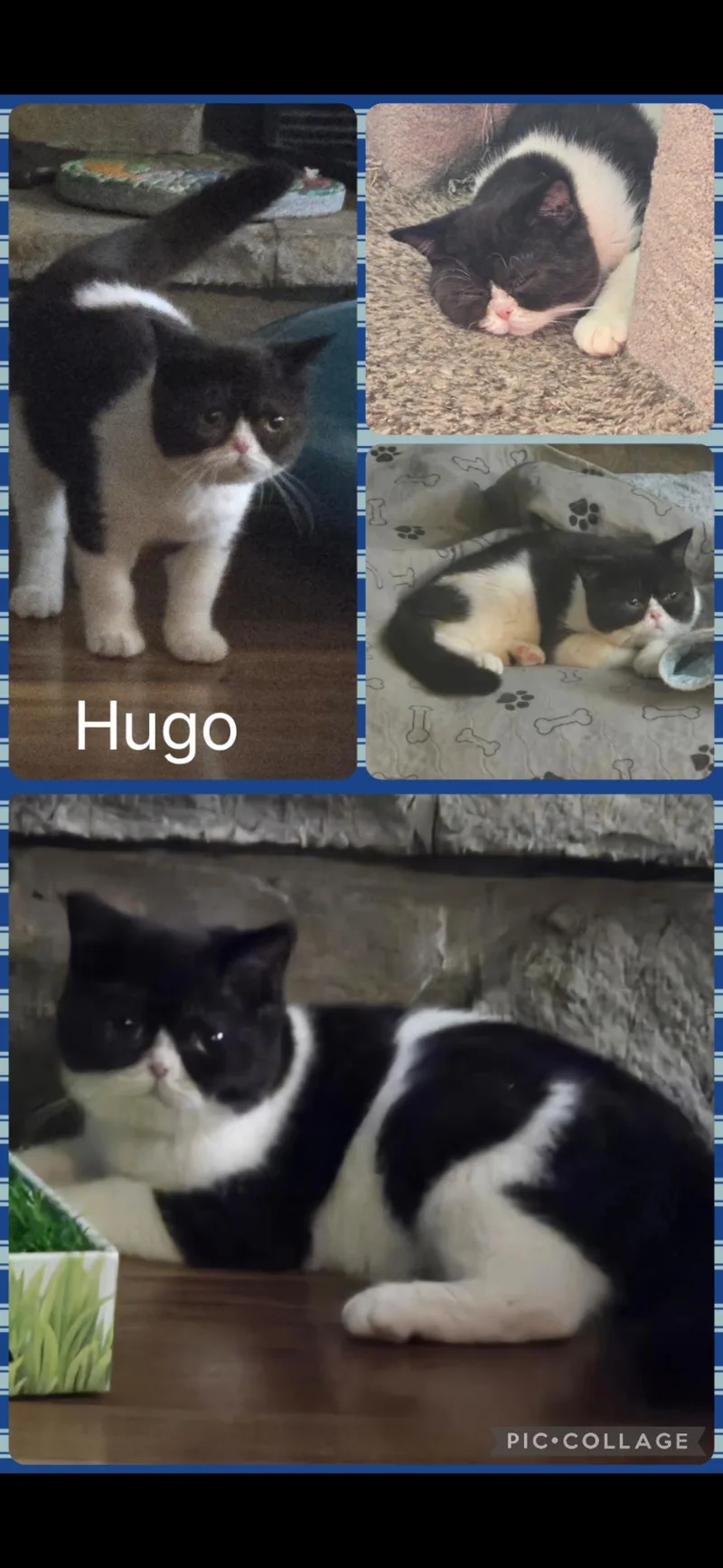 A baby small-sized male Black & White / Tuxedo British Shorthair cat named Hugo for adoption in Newberg, OR