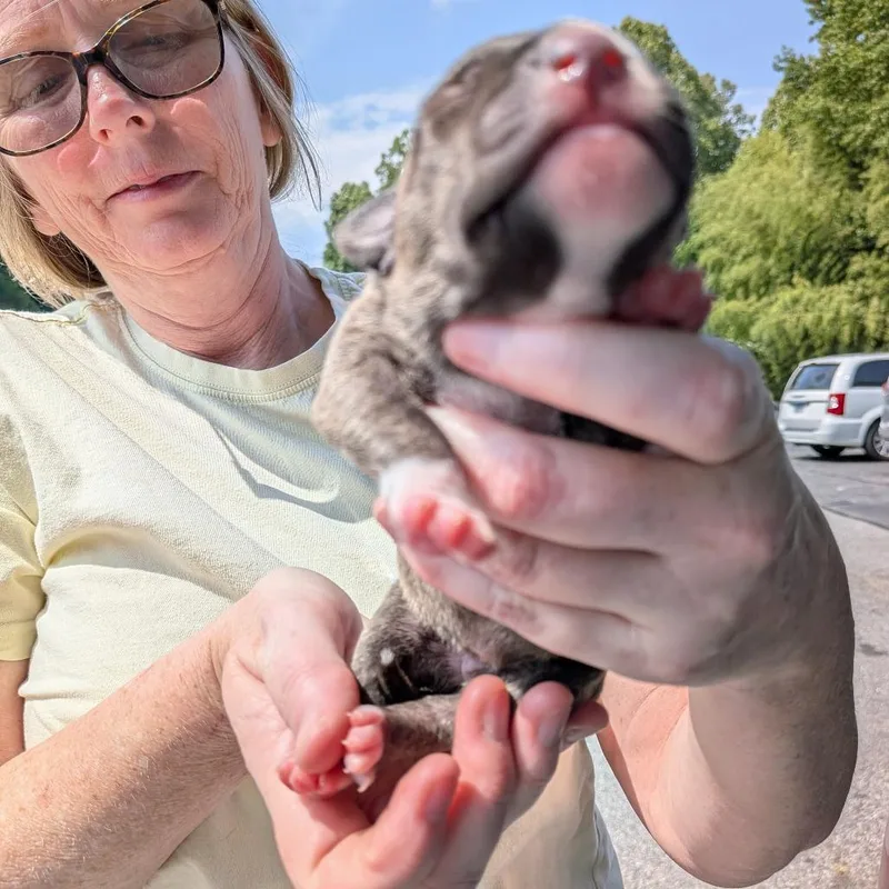 Miami Puppy  Tegu thumbnail 4