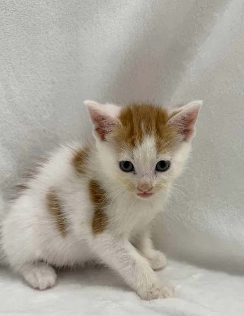 A baby medium-sized male Orange & White Domestic Short Hair cat named Gelato for adoption in Greensboro, NC