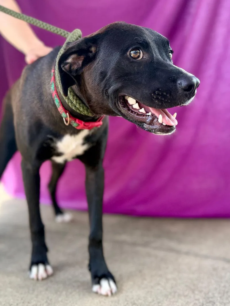 A young medium-sized female Bicolor Black Mouth Cur dog named Comet for adoption in Livingston, TX