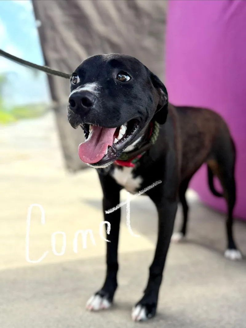 Comet thumbnail 2