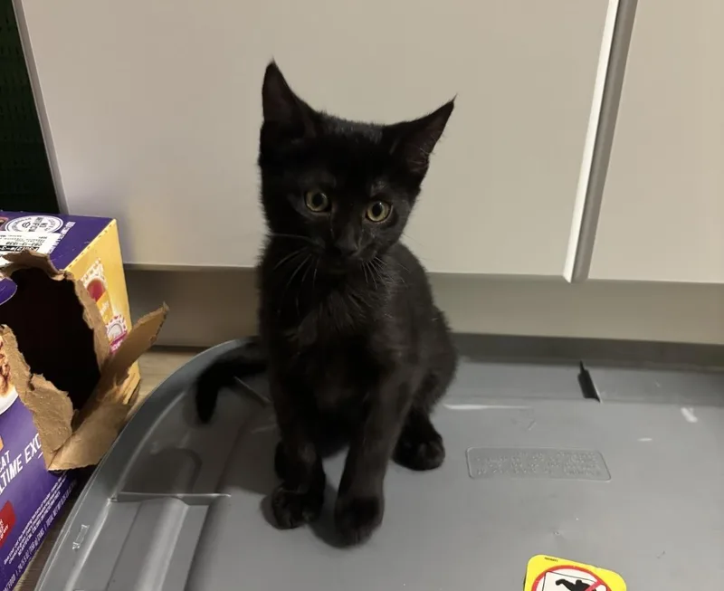 A baby small-sized female Black Domestic Short Hair cat named Crow Wiggles for adoption in Chandler, AZ