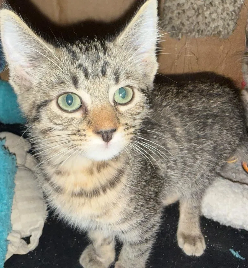 A baby medium-sized male Domestic Short Hair cat named Alvin for adoption in Mountain Home, AR