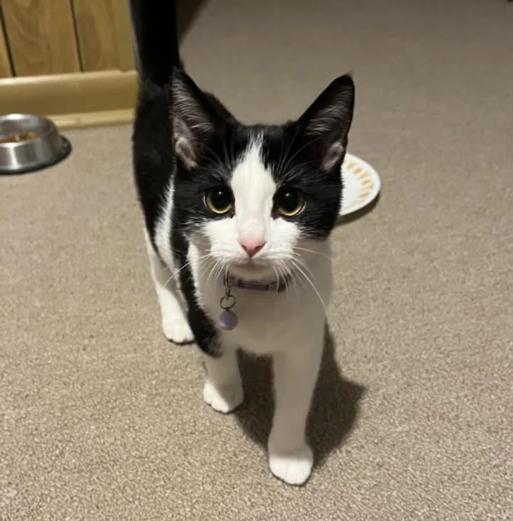 A baby small-sized female Domestic Short Hair cat named Fenira for adoption in Hagerstown, MD