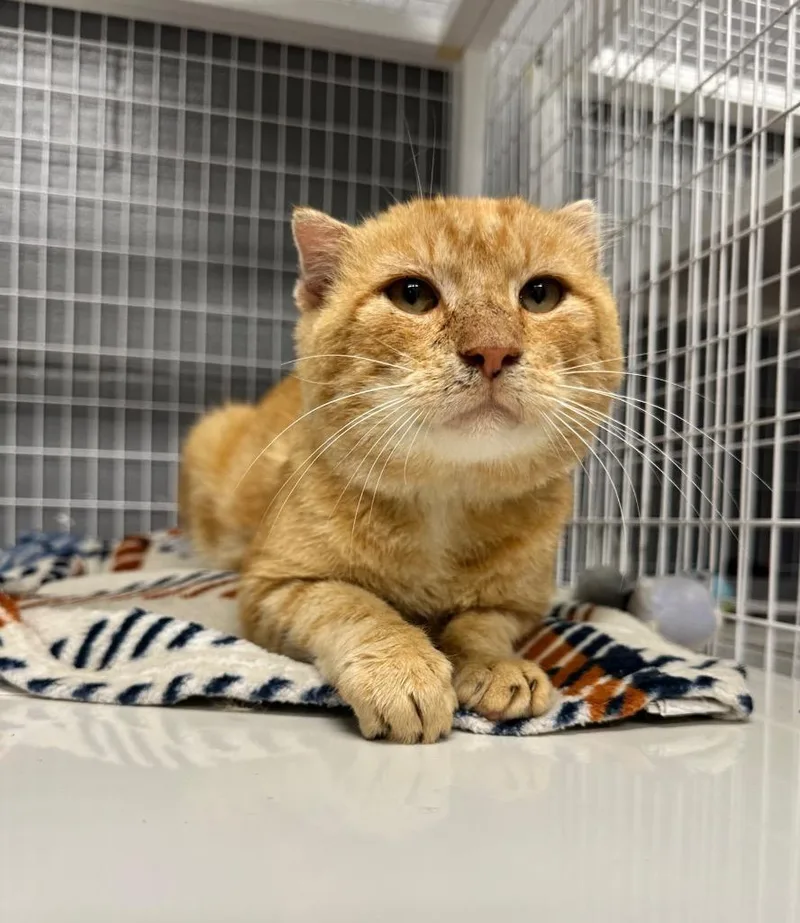 An adult large-sized male Domestic Short Hair cat named John Deere for adoption in Boone, IA