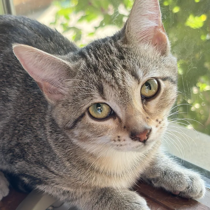 A baby small-sized female Tabby (Brown / Chocolate) Domestic Short Hair cat named Dinah for adoption in Milwaukee, WI