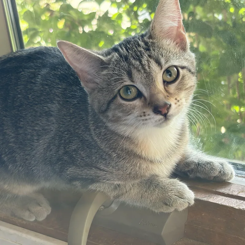 Dinah thumbnail 5