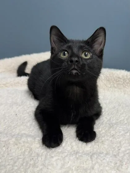 A baby medium-sized female Black Domestic Short Hair cat named Onyx for adoption in Tinley Park, IL