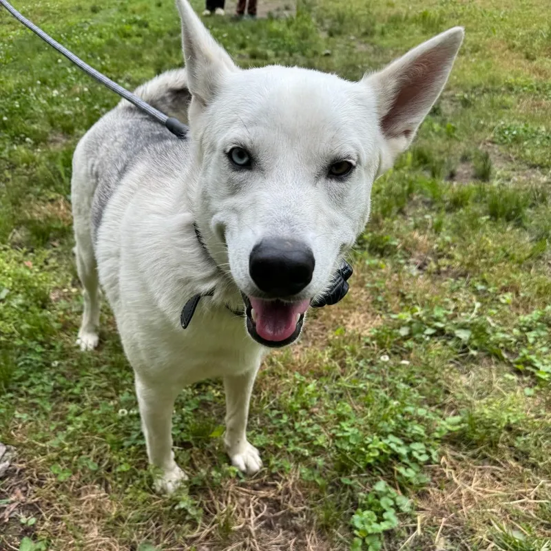 A young small-sized male White / Cream Husky dog named Bruno for adoption in Rossville, GA