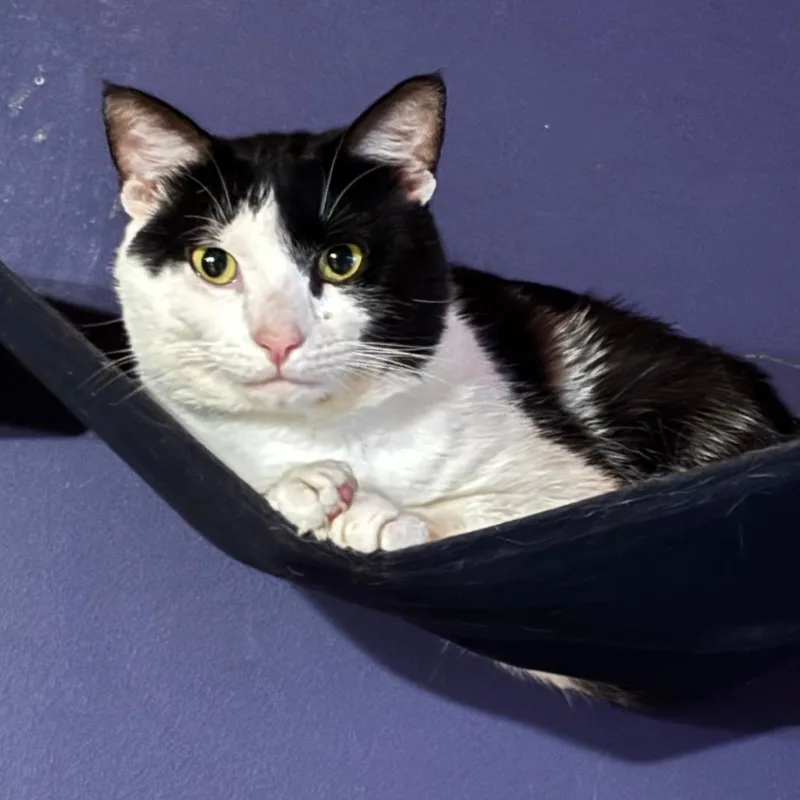 An adult large-sized male Black Domestic Short Hair cat named Yaki for adoption in Middle Village, NY