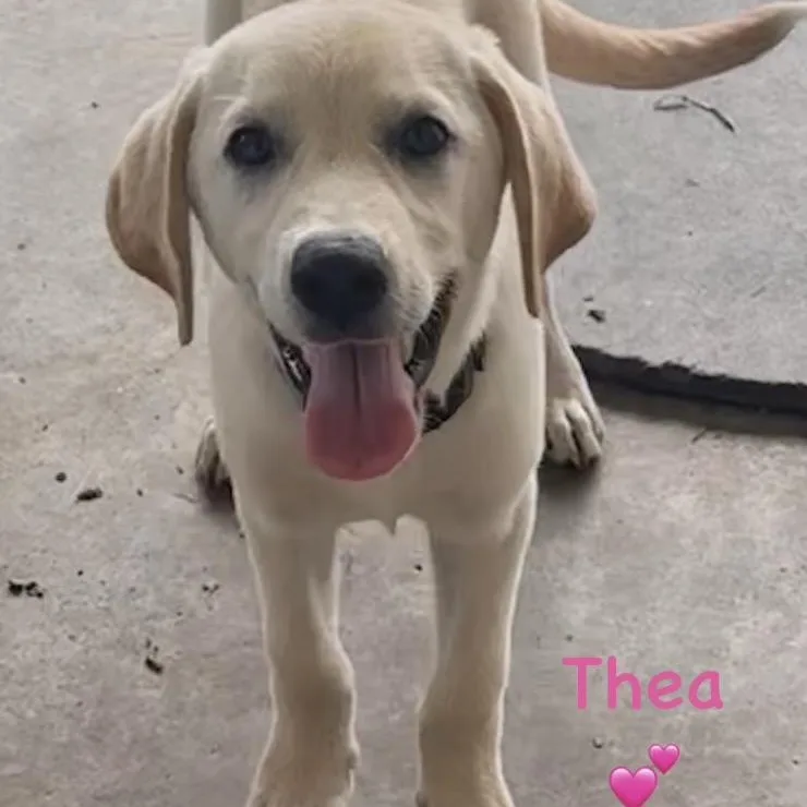 A baby medium-sized female Labrador Retriever dog named Liv Thea for adoption in Houston, TX