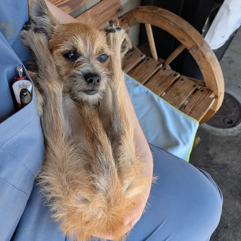 A baby small-sized female Yellow / Tan / Blond / Fawn Cairn Terrier dog named Scarlett for adoption in Chico, CA
