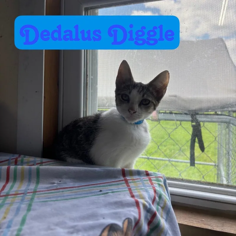 A baby small-sized male Domestic Short Hair cat named Dedalus Diggle for adoption in Hillsboro, OH