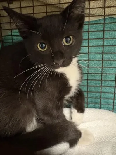 A baby small-sized male Domestic Short Hair cat named Phero for adoption in Chatsworth, CA
