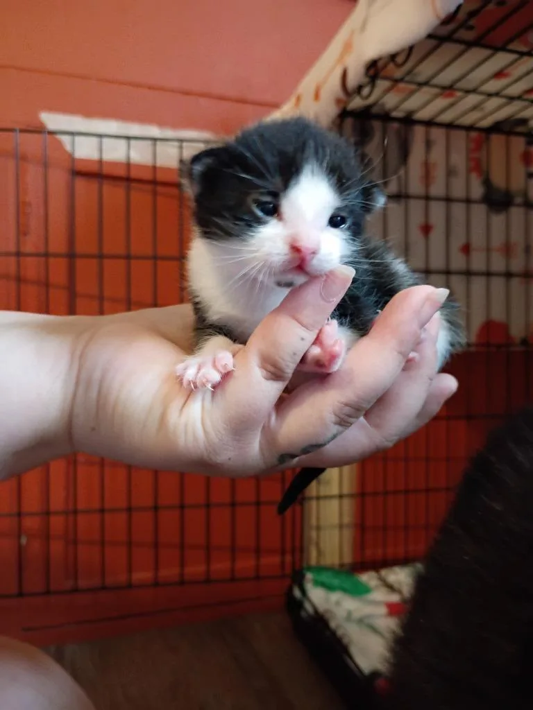 Peanut thumbnail 2