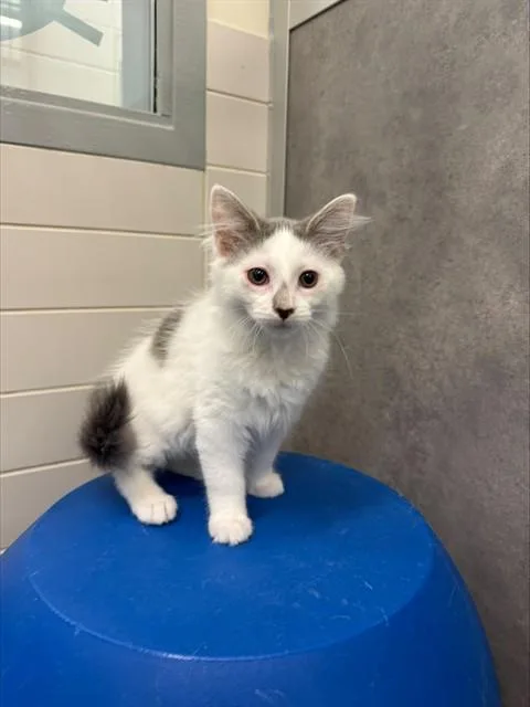 A baby large-sized male Domestic Medium Hair cat named Stump for adoption in Leesburg, VA