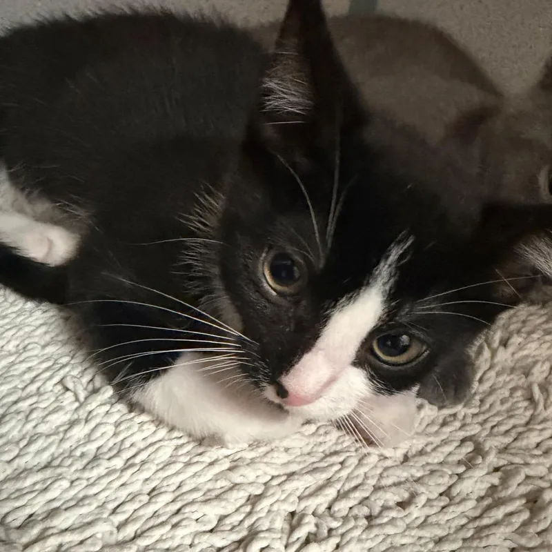 A baby small-sized female Black Domestic Short Hair cat named Butterfly for adoption in Port Charlotte, FL