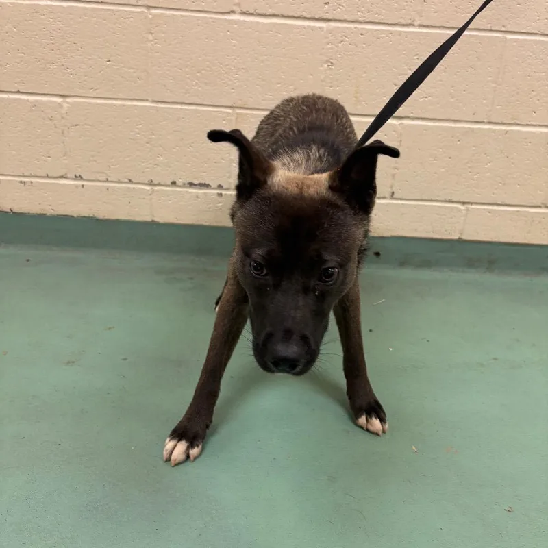 An adult medium-sized male Black Mixed Breed dog named Oscar for adoption in Memphis, TN