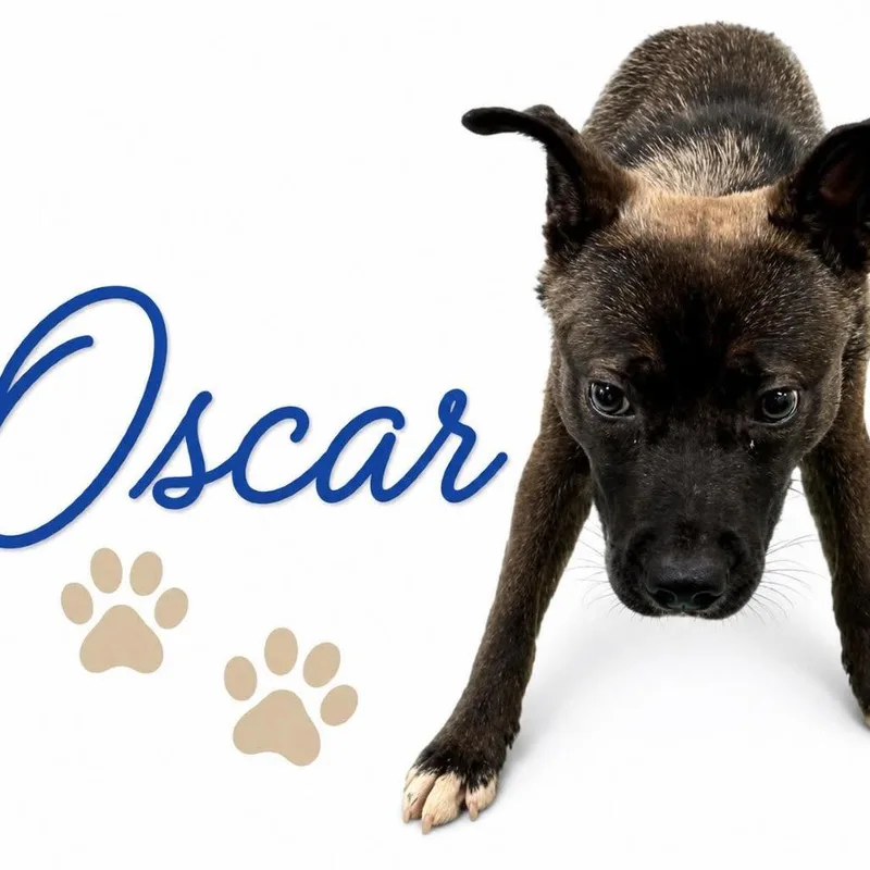 Oscar thumbnail 2