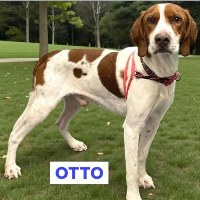 Otto thumbnail 2